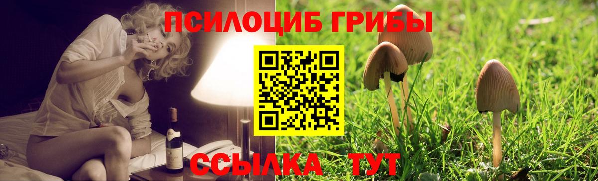 Галлюциногенные грибы Psilocybine cubensis Карачаевск
